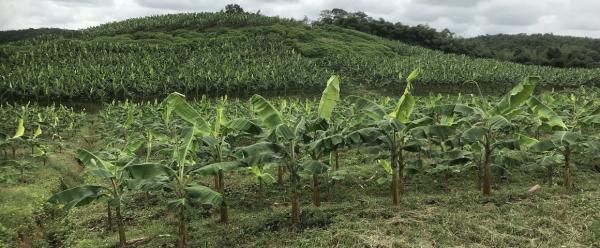 Parcelle de bananiers plantain sans pesticide, Côte d'Ivoire, 2021 © S. Dépigny, Cirad